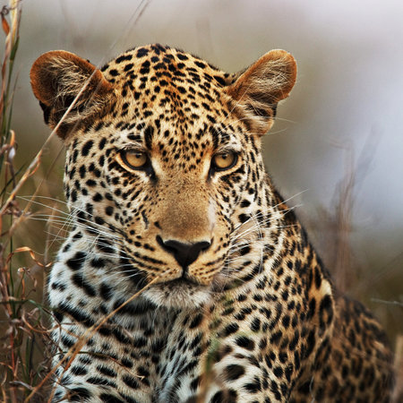 Leopard in the Okavango Delta - Moremi National Park in Botswanaの写真素材