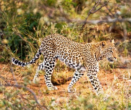 Leopard in the Moremi Game Reserve (Okavango River Delta), National Park, Botswanaの写真素材