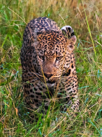 Leopard in the Moremi Game Reserve (Okavango River Delta), National Park, Botswanaの写真素材