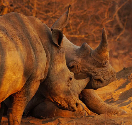White Rhinoceros (Ceratotherium simum)の写真素材