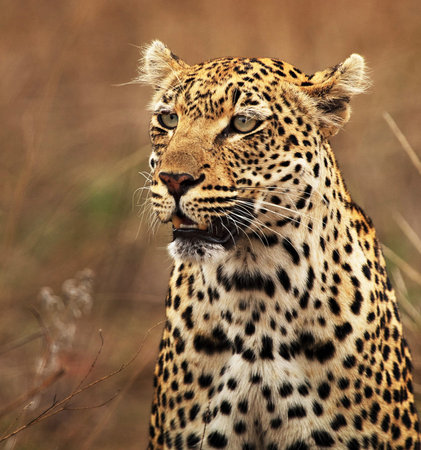 Leopard portrait in the Okavango Delta, Botswana.の写真素材