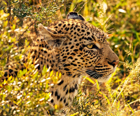 Leopard in the Okavango Delta - Moremi National Park in Botswanaの写真素材