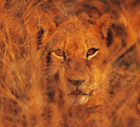 Lioness in the Masai Mara National Park in Kenya, Africaの写真素材