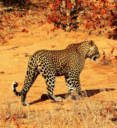leopard in kruger national park south africa savannah wild animalの写真素材