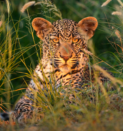 Leopard in the grass in the Moremi Game Reserve (Okavango River Delta), National Park, Botswanaの写真素材