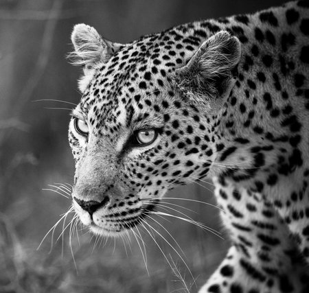 Leopard portrait in black and white, Kruger Park, South Africaの写真素材