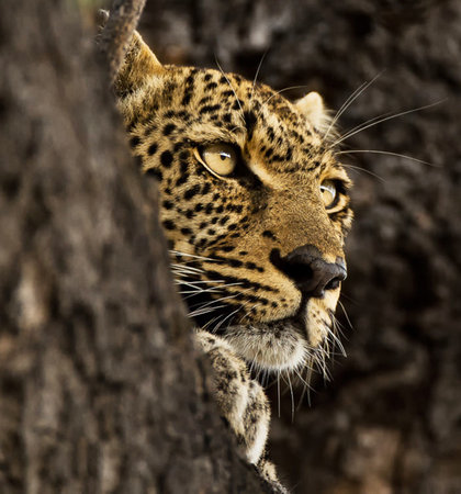 Portrait of a leopard on a tree in the Kruger National Park, South Africa.の写真素材