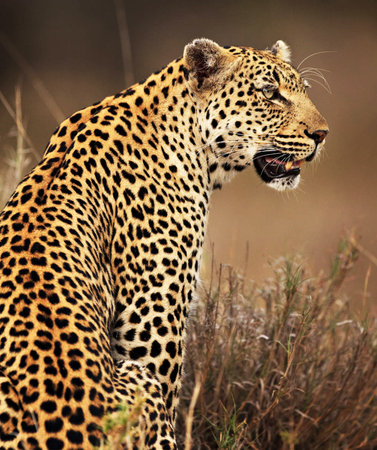 Leopard in the Okavango Delta - Moremi National Park in Botswanaの写真素材