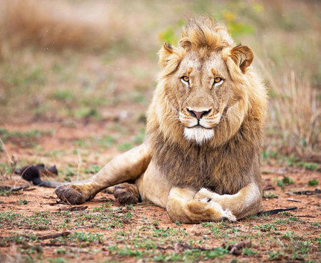 Lion lying on the ground in the Kruger National Park, South Africa.の写真素材