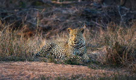 Leopard in the Okavango Delta - Moremi National Park in Botswanaの写真素材