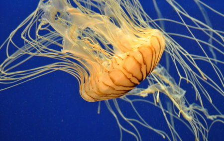 Jellyfish in the deep blue sea, closeup of photoの写真素材