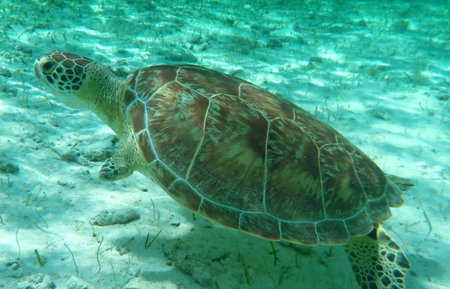 Hawaiian Green Sea Turtle (Chelonia mydas)の写真素材