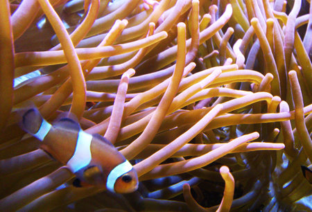 Clown anemonefish (Amphiprion bicolor)の写真素材