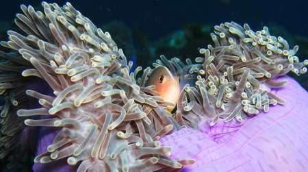 Clown anemonefish (Amphiprion ocellaris)の写真素材