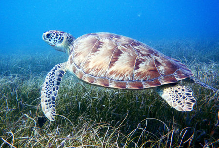 Green Sea Turtle (Chelonia mydas) in the wildの写真素材