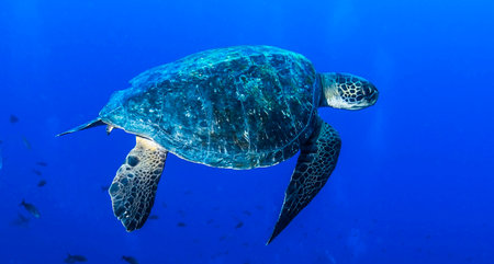 Hawaiian Green Sea Turtle swimming in a blue tropical ocean.