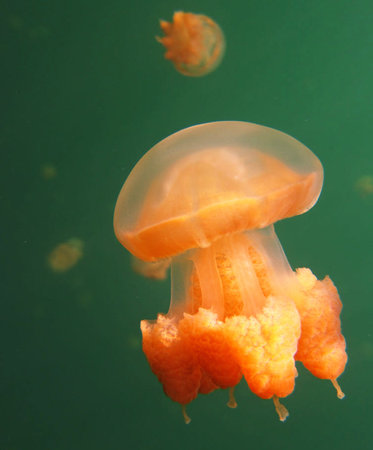 jellyfish in the water, close up of underwater world.の写真素材