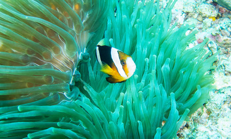 Clown anemonefish (Amphiprion bicolor)の写真素材