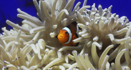 Clown anemonefish (Amphiprion ocellaris) in anemoneの写真素材