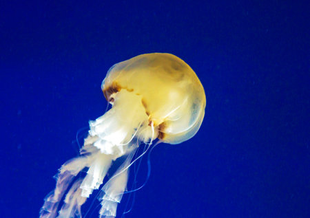 Jellyfish in the deep blue sea. Underwater world.の写真素材