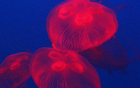 Jellyfish swimming in the deep blue ocean, closeup of photoの写真素材