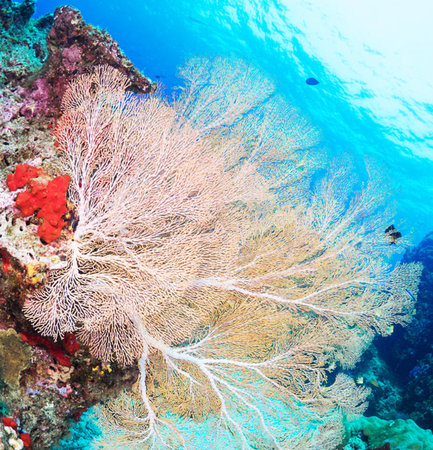 Gorgonian sponges on a tropical coral reef in Thailandの写真素材