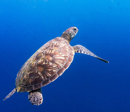 Hawaiian Green Sea Turtle (Chelonia mydas)の写真素材