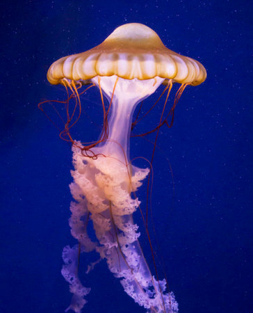Jellyfish in the deep blue sea. Underwater world.の写真素材