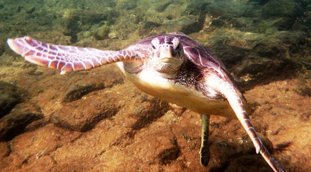 Hawaiian Green Sea Turtle (Chelonia mydas)の写真素材