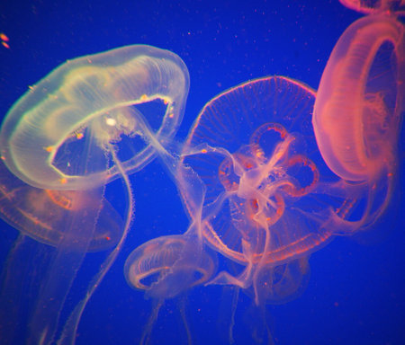 Jellyfish swimming in the blue water of a marine aquarium.の写真素材