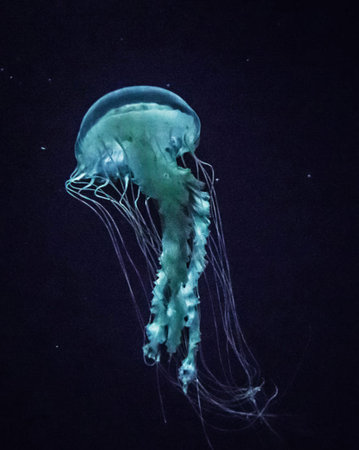 Jellyfish on a black background. Jellyfish in the aquarium.の写真素材