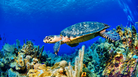 Hawaiian Green Sea Turtle (Chelonia mydas) in the Red Seaの写真素材