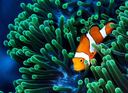 Clown anemonefish in the sea anemone.の写真素材