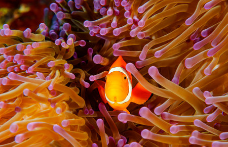 Clown anemonefish in the sea anemone.の写真素材