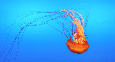 jellyfish in the deep blue sea, closeup of photoの写真素材