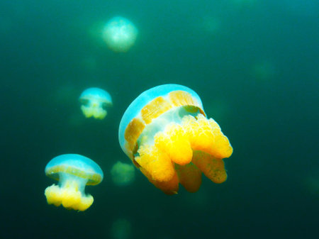 Jellyfish swimming in the water, close-up of photoの写真素材
