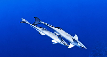 Dolphins in the Red Sea. Egypt. Shallow DOFの写真素材