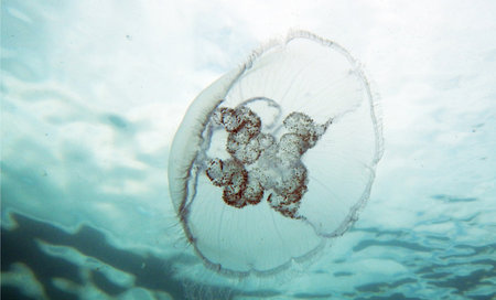 Jellyfish swimming in the water. Underwater photo of jellyfish.の写真素材