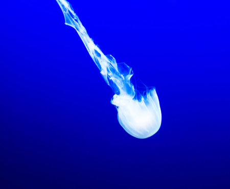 Jellyfish in the water on a dark blue background close upの写真素材