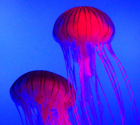 jellyfish swimming in the dark blue water of a sea aquarium