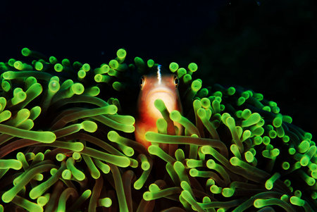 Clown anemonefish in its host anemone.の写真素材