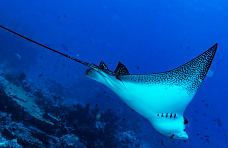 Manta Ray (Carcharodon carcharias)