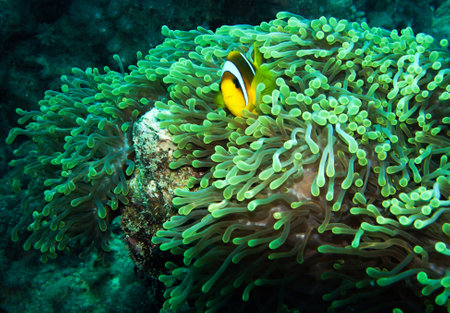 Clown anemonefish (Amphiprion ocellaris) in a sea anemoneの写真素材