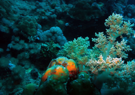 Tropical coral reef with soft corals in Bali, Indonesiaの写真素材