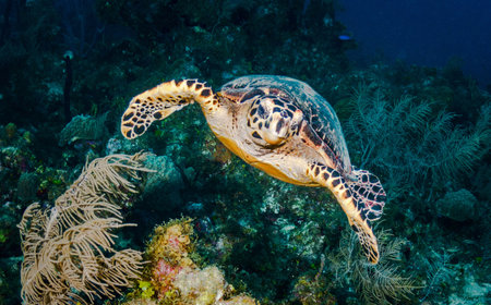 Hawksbill Sea Turtle (Eretmochelys imbricata) on a coral reefの写真素材