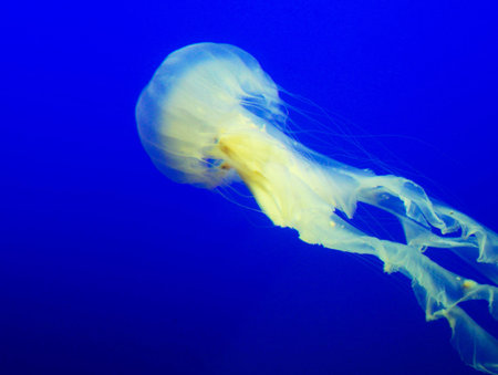 Jellyfish in the deep blue sea. Jellyfish is a small, semiprecious, semiprecious jellyfish.の写真素材