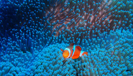 Clown anemonefish (Amphiprion bicolor)