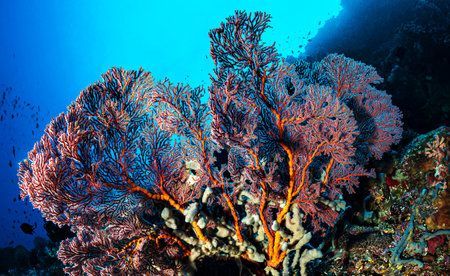 Gorgonian coral on a tropical coral reef in the Red Seaの写真素材