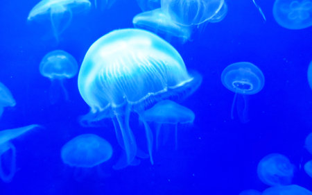 jellyfish swimming in the blue aquarium, closeup of photoの写真素材