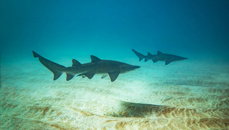 Picture shows a Blacktip reef shark at the Bahamas, Bahamas.の写真素材